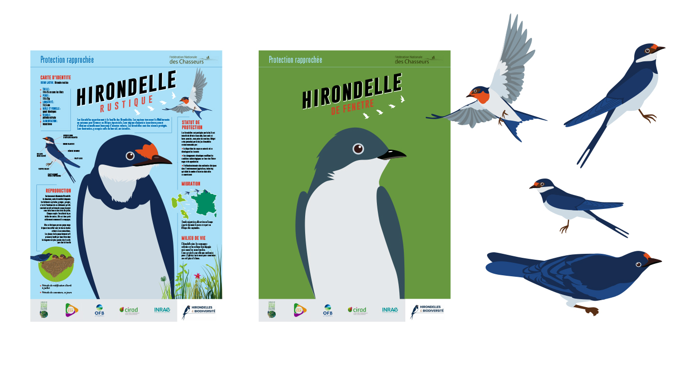 illustration affiche odeka fnc hirondelles 1 1