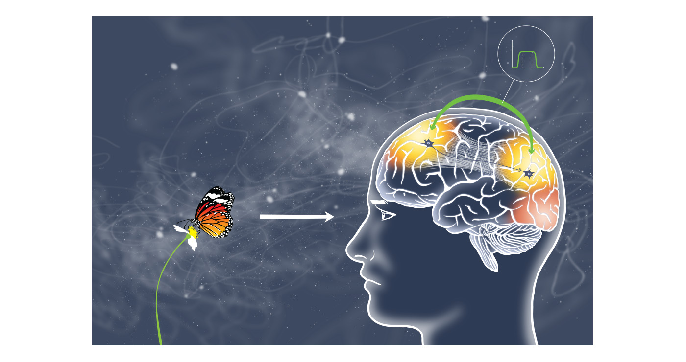 Aurelien Boudault story illustration rough board animation paper art scientifique cerveau