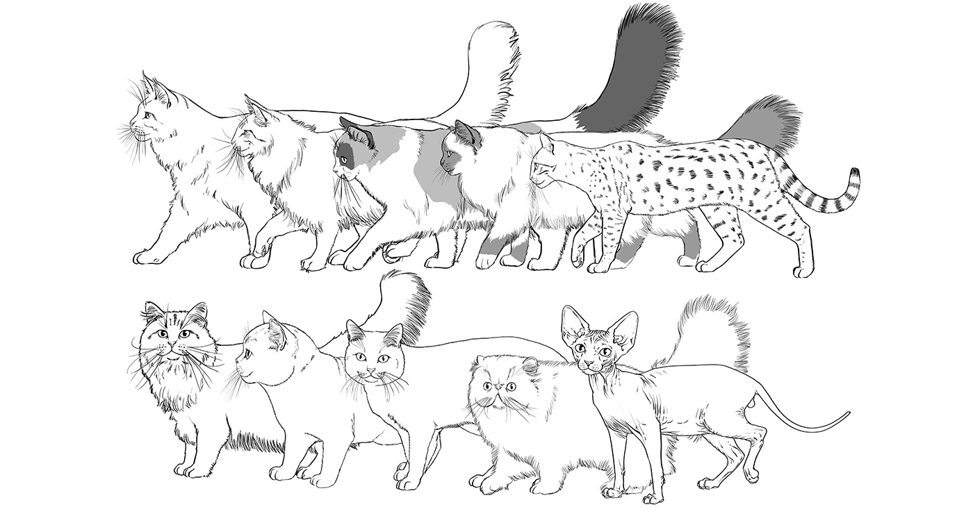 Illustration Aurelien Boudault Animalier Chat 2