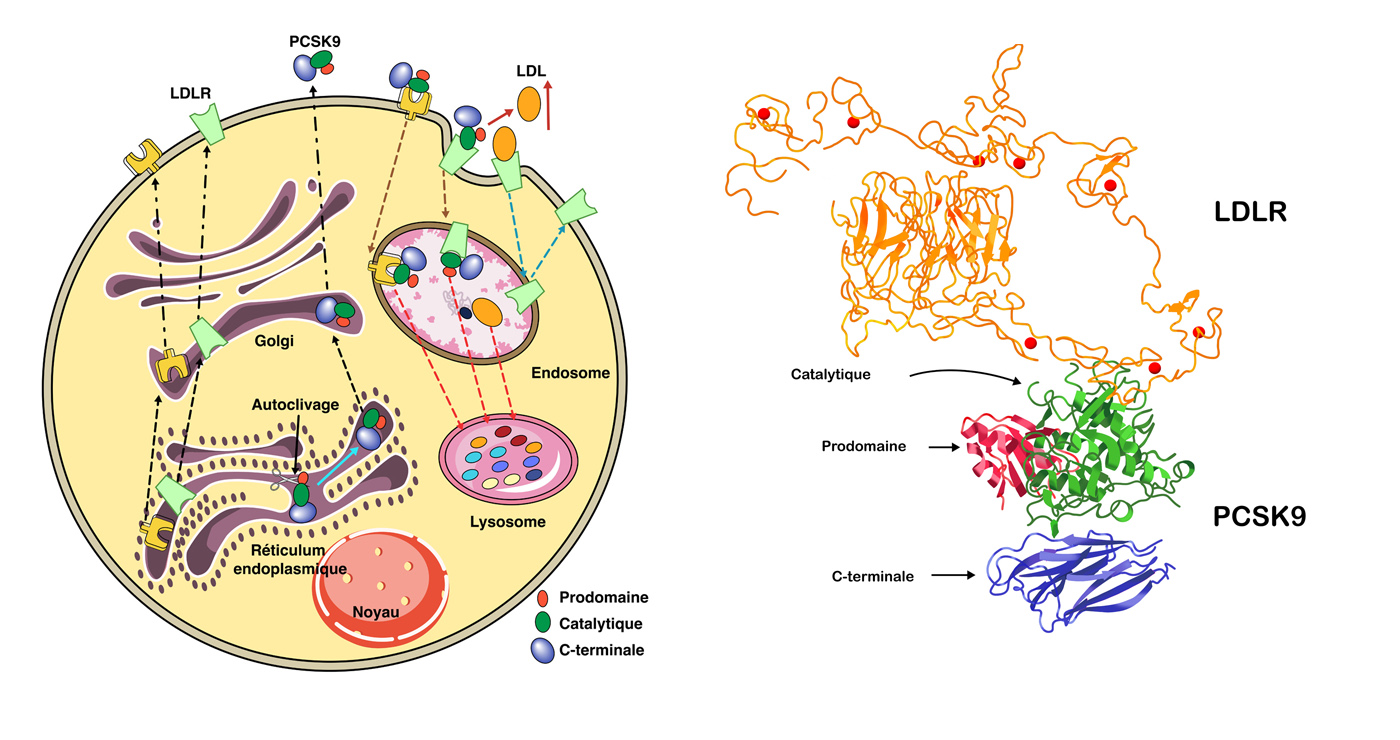 illustration fred van deelen medical