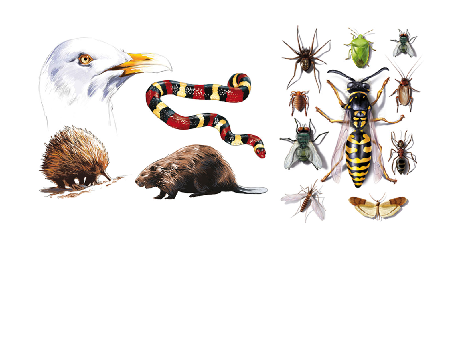 INGRANDMarc-Illustrations-ANIMAUX-2444