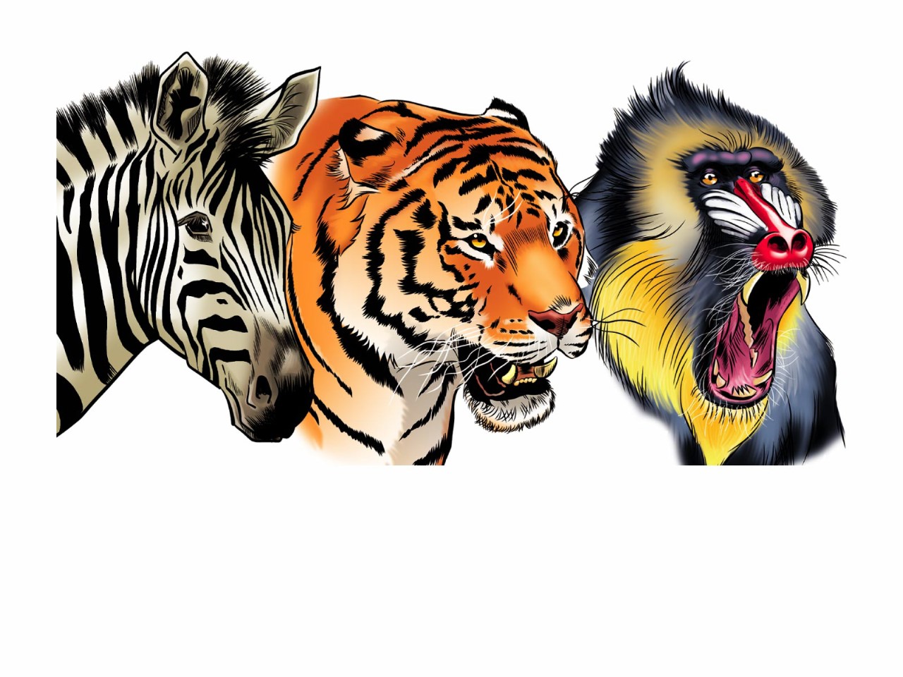 BEAUDENONThierry-Illustrations-ANIMAUX-4367