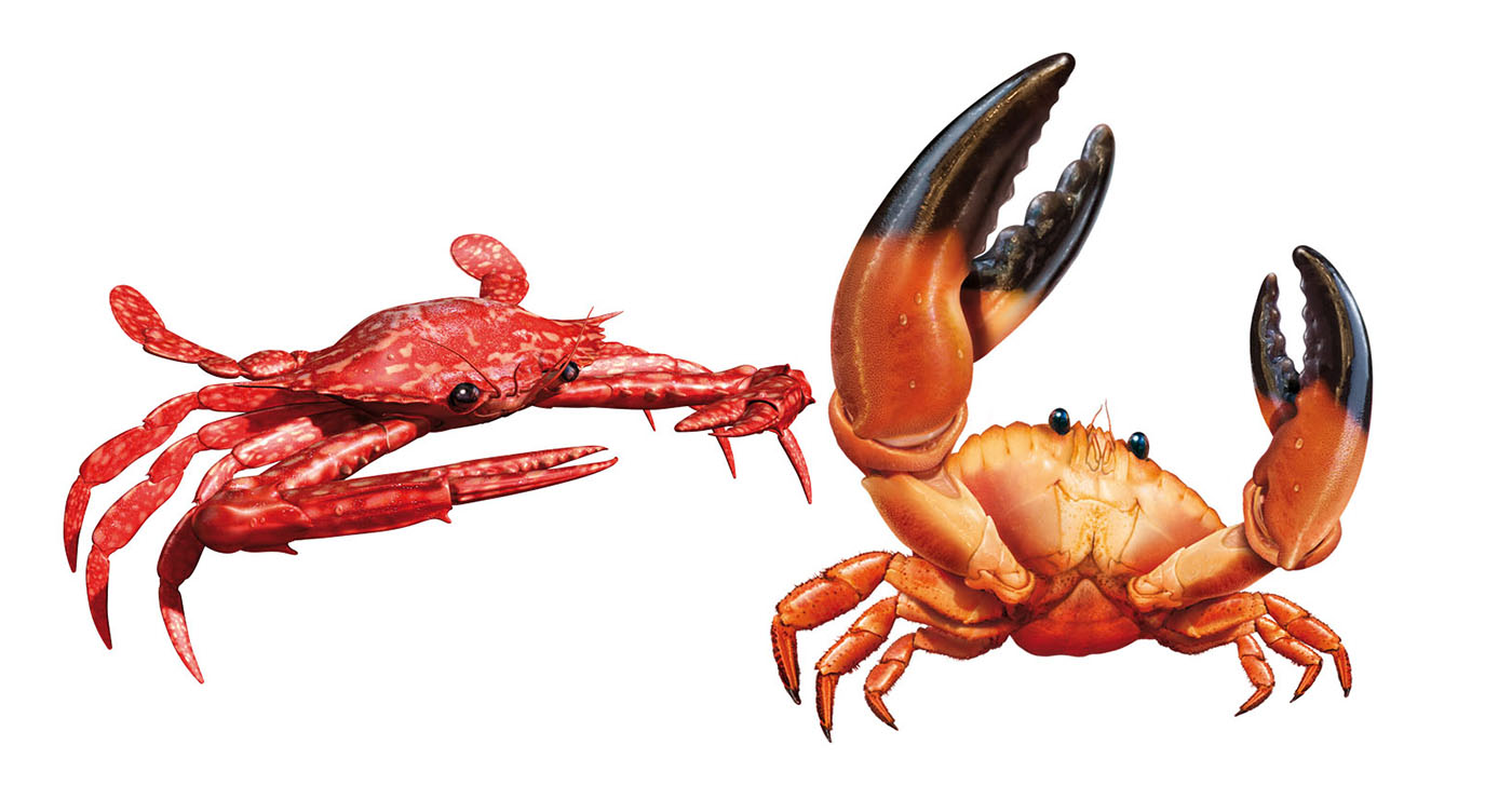 illustration 3D francois poulain crabes 04
