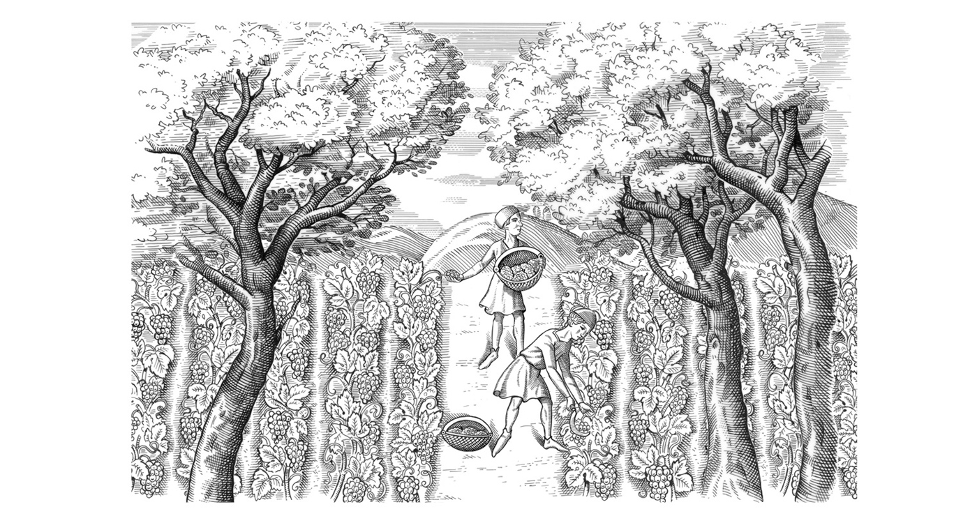 illustration frederik gravure botanique 01 1