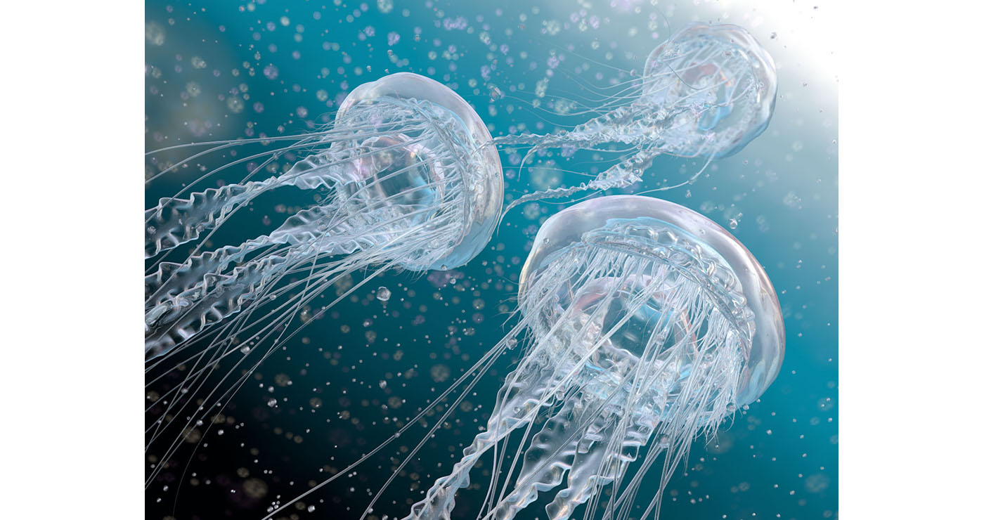 woodie-3d-nature-meduses