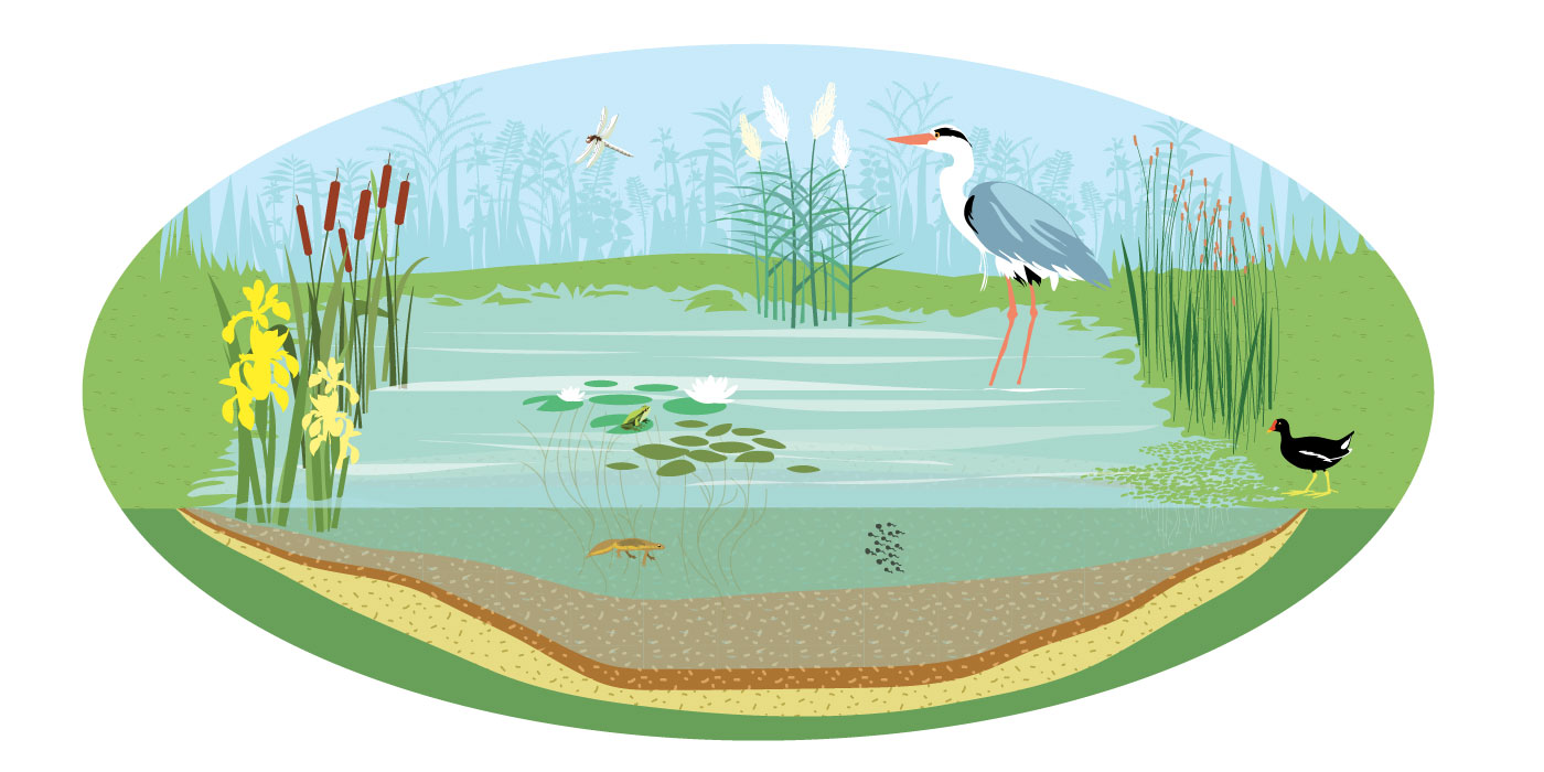 zoe-illustration-mare3